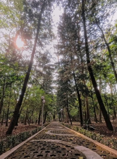 Forest path with light breaking through the trees, representing finding your way out of the darkness