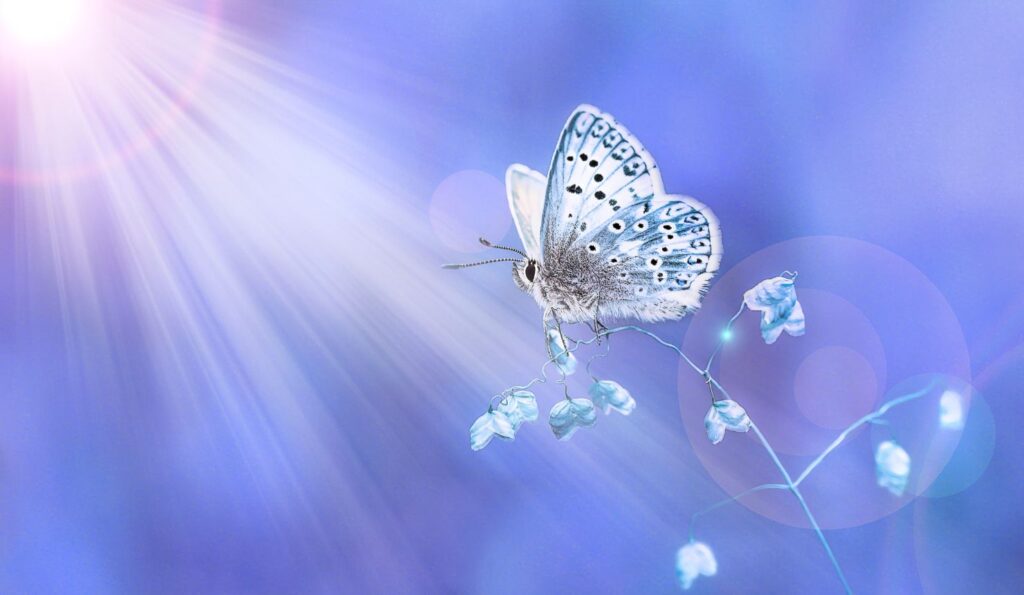acceptance self-compassion courage resilience butterfly becoming
