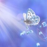acceptance self-compassion courage resilience butterfly becoming