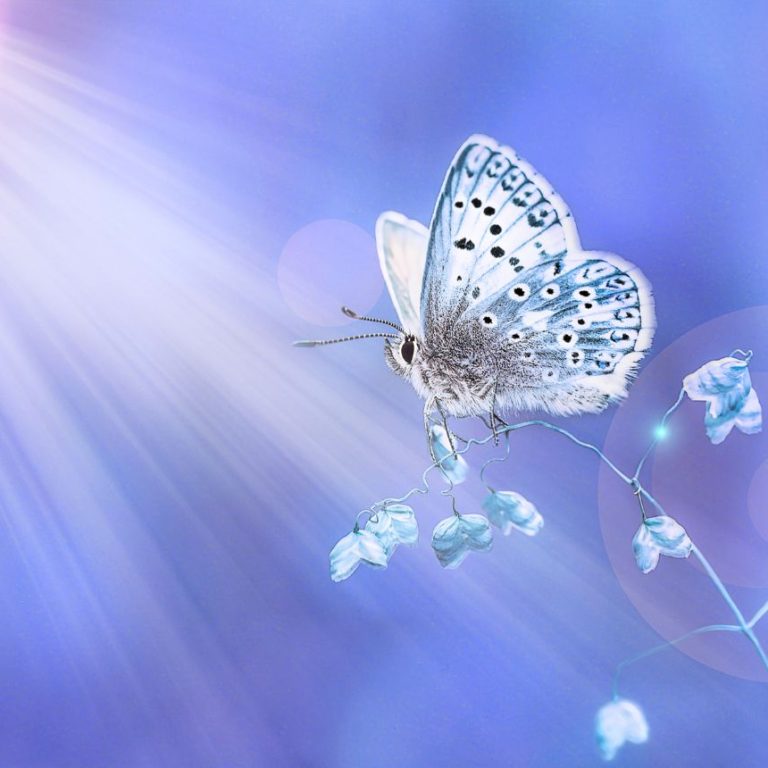 acceptance self-compassion courage resilience butterfly becoming