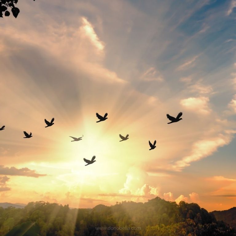 The Freedom of Choice